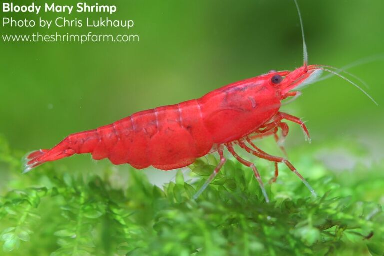 4 perfect freshwater aquarium shrimp for beginners - The Shrimp Farm